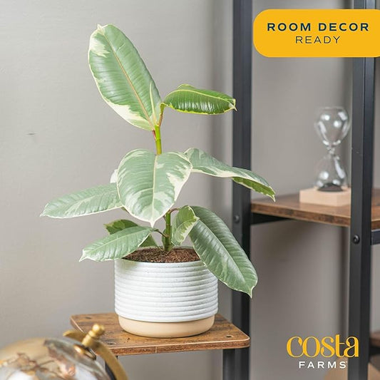 Costa Farms Ficus Tineke Live Plant in Decorative Pot, Indoor Houseplant, Perfect for Home, Room, or Office Decor, Great House Warming or Birthday Gift, 12-18 Inches Tall