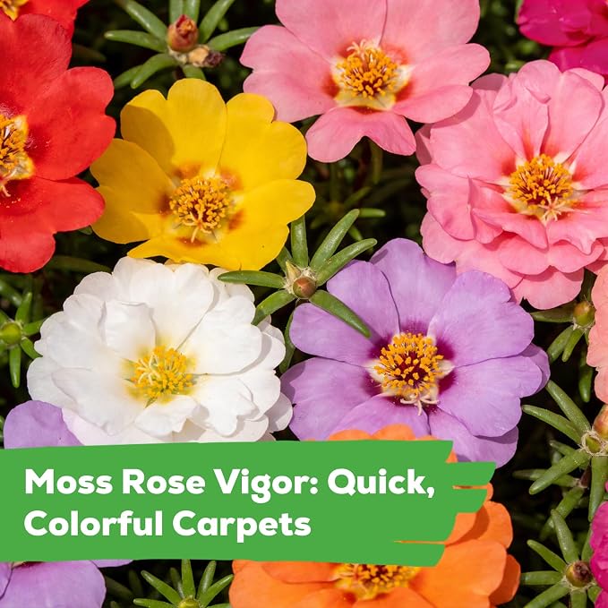 Moss Rose Seeds for Planting, 24,000+ Annual Flower for Ground Cover Flower Seeds, Perennial Variety, Easy to Grow, Portulaca Seeds to Plant Outdoors Garden Containers