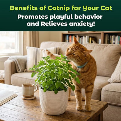 2300 Catnip Seeds for Planting Indoors & Outdoors - Premium Non-GMO Herb Cat Nip Plant Seeds, High Germination Rate - Grow Fresh Cat Grass
