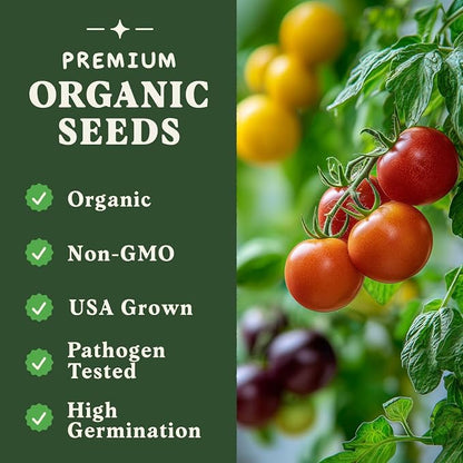 Seedboy Organic Rainbow Beefsteak Tomato Seeds for Planting Indoor and Outdoor, Non-GMO and USDA Certified Vegetable Seed Packet for Hydroponic Garden Indoor or Planting Outdoors (Beefsteak Tomato)