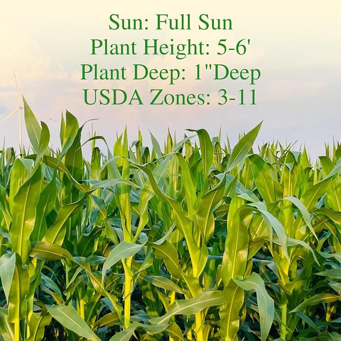 Groundio Golden Bantam Corn Seeds, 100 Non-GMO Heirloom Vegetable Seeds, High Germination Sweet Corn Seed for Outdoor Home Garden (Zea mays)