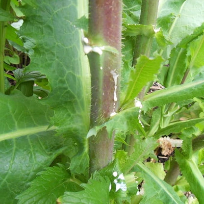 Wild Lettuce (Lactuca virosa) - Packet of 50 Seeds