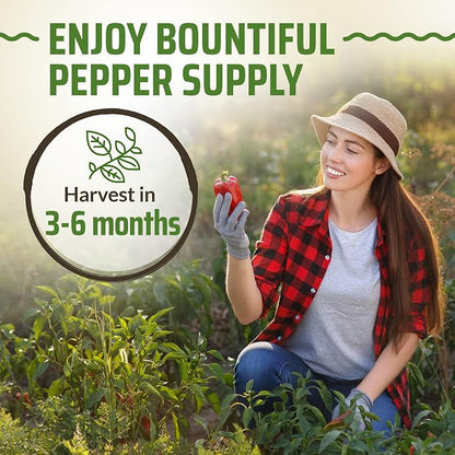 Rooted Acre 8 Varieties Hot Peppers – 240 Heirloom Seeds, High Germination – Includes Ghost Jalapeño, Serrano, California Wonder & More – Spicy Pepper Garden Mix