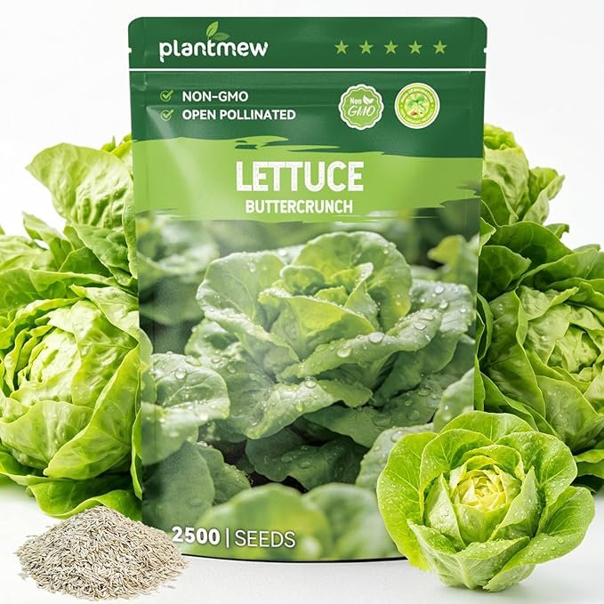 Buttercrunch Lettuce Seeds – 2500 Heirloom Seeds for Planting, Butter Lettuce Seeds for Indoor Outdoor Hydroponic Home Garden