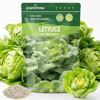 Buttercrunch Lettuce Seeds – 2500 Heirloom Seeds for Planting, Butter Lettuce Seeds for Indoor Outdoor Hydroponic Home Garden