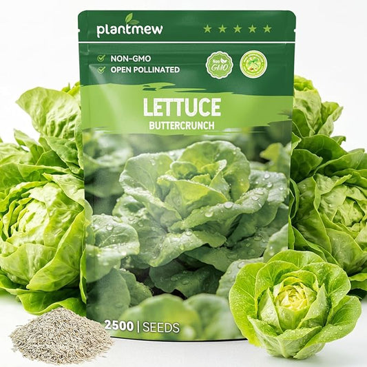 Buttercrunch Lettuce Seeds – 2500 Heirloom Seeds for Planting, Butter Lettuce Seeds for Indoor Outdoor Hydroponic Home Garden