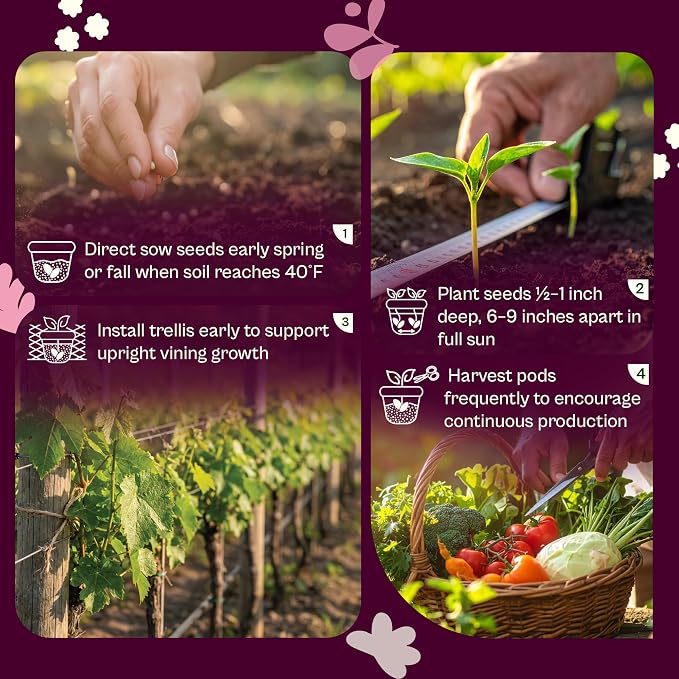 SVI 120 Cascadia Snap Pea Seeds (Pisum sativum) – Sugar Snap Peas, Sweet Peas Seed Packets, Pea Snaps Garden Seed Pack – Heirloom Vegetable Seeds Vegetable Garden, Raised Beds, Containers