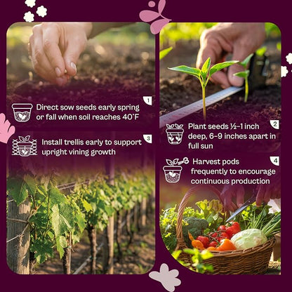 SVI 120 Cascadia Snap Pea Seeds (Pisum sativum) – Sugar Snap Peas, Sweet Peas Seed Packets, Pea Snaps Garden Seed Pack – Heirloom Vegetable Seeds Vegetable Garden, Raised Beds, Containers