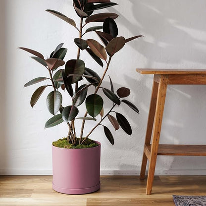 Bloem Mathers 12" Dusty Rose Round Modern Resin Garden Planter Pot with Drainage Holes and Removable Saucer Tray Included