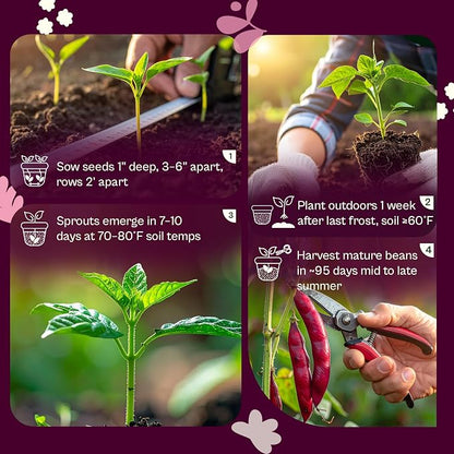 SVI 50 Dark Red Kidney Beans Seeds (Phaseolus vulgaris L.) – Rajma, Surkh Lobia, Heat-Tolerant, Protein-Rich – Heirloom Vegetable Seeds for Outdoor Garden & Raised Beds