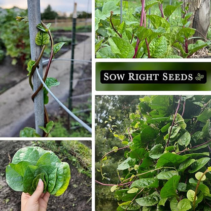 Sow Right Seeds - Malabar Red Stem Spinach Seeds for Planting - Non-GMO Heirloom - Perfect for Outdoors & Fall - Grow Nutritious Leaves - Easy to Plant, High Yield - Ideal for Home Gardeners (1)