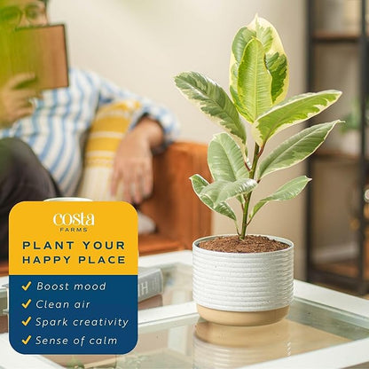 Costa Farms Ficus Tineke Live Plant in Decorative Pot, Indoor Houseplant, Perfect for Home, Room, or Office Decor, Great House Warming or Birthday Gift, 12-18 Inches Tall