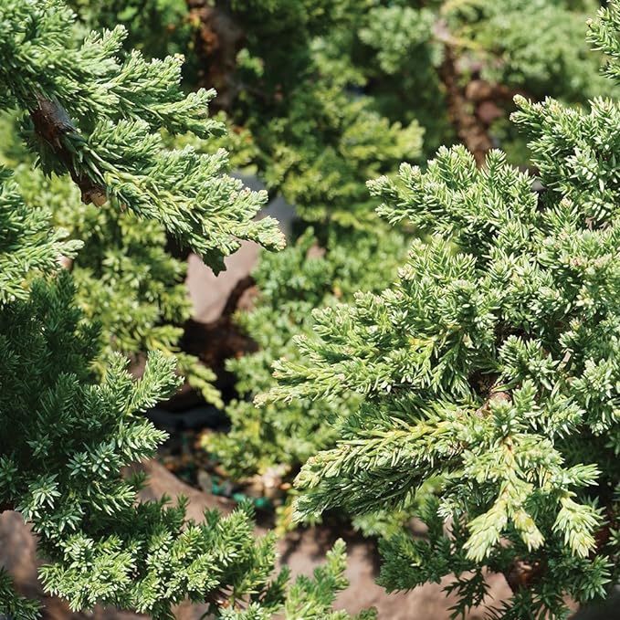 Brussel's Bonsai - Live Green Mound Juniper Bonsai Tree with Rock Pot and Bonsai Tray, Outdoor Bonsai Tree Live Plant, 5 Years Old, 6-10 Inches Tall, Easy Care Bonsai for Patio Garden (Medium)
