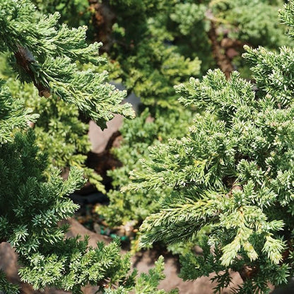Brussel's Bonsai - Live Green Mound Juniper Bonsai Tree with Rock Pot and Bonsai Tray, Outdoor Bonsai Tree Live Plant, 5 Years Old, 6-10 Inches Tall, Easy Care Bonsai for Patio Garden (Medium)