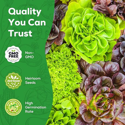 Heirloom Lettuce Seeds - 10 Varieties Lettuce Seeds for Planting - Includes Spinach, Kale, Arugula, Romaine, Iceberg, Buttercrunch & More, Home Garden & Hydroponic Seeds