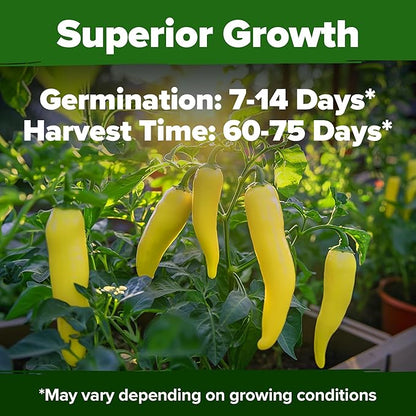 HOME GROWN Banana Pepper Seeds 2 Pack (Capsicum annuum) – 188 Heirloom Seeds, High Germination Vegetable Seeds – Growing Sweet Banana Peppers Indoors or Garden