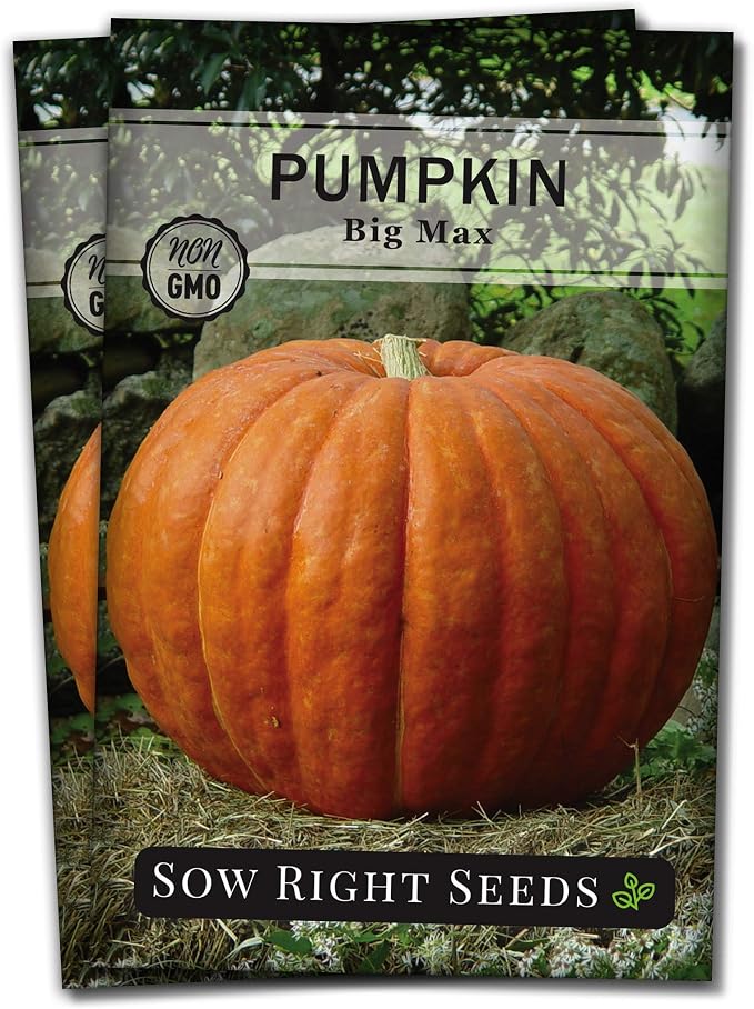 Sow Right Seeds - Big Max Pumpkin Seeds for Planting - Non-GMO Heirloom Packet with Instructions to Plant a Home Vegetable Garden - Decorative Autumn Variety for Carving - Giant Fast Growing (2)