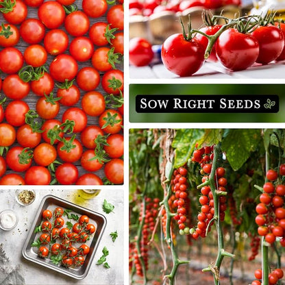 Sow Right Seeds - Large Red Cherry Tomato Seeds for Planting - Non-GMO Heirloom Packet with Instructions to Plant a Home Vegetable Garden - Tasty Snacking Variety, Start Indoors - Indeterminate (3)