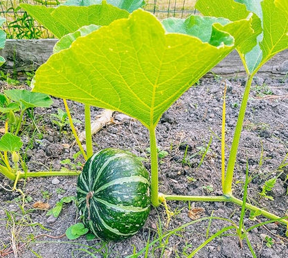 TomorrowSeeds - Kabocha Squash Seeds - 20+ Count & 20+ Japanese Red Kuri Squash - for 2026 Planting Japanese Pumpkin Green Hokkaido Ebisu Asian Tetsukabuto Buttercup Gourd Garden Vegetable