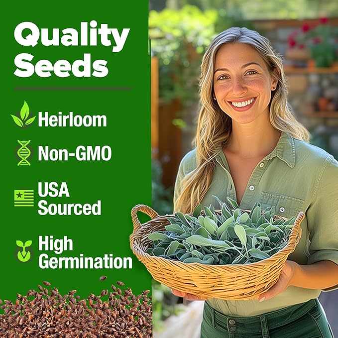 HOME GROWN White Sage Seeds 646 Pack Heirloom Seeds - Grow Aromatic Sage Plants for Your Herb Seeds Garden with Sage for Planting Outdoor or Indoor (Salvia apiana)