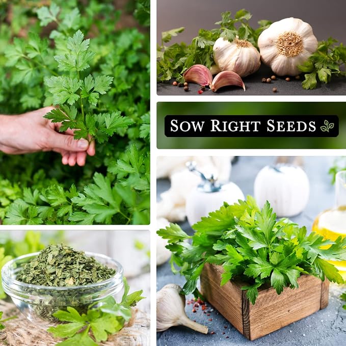 Sow Right Seeds - Flat Leaf Parsley Seed for Planting - Non-GMO Heirloom Packet with Instructions to Plant and Grow a Kitchen Herb Garden - Indoor or Outdoor - Great for Hydroponics Growing (4)