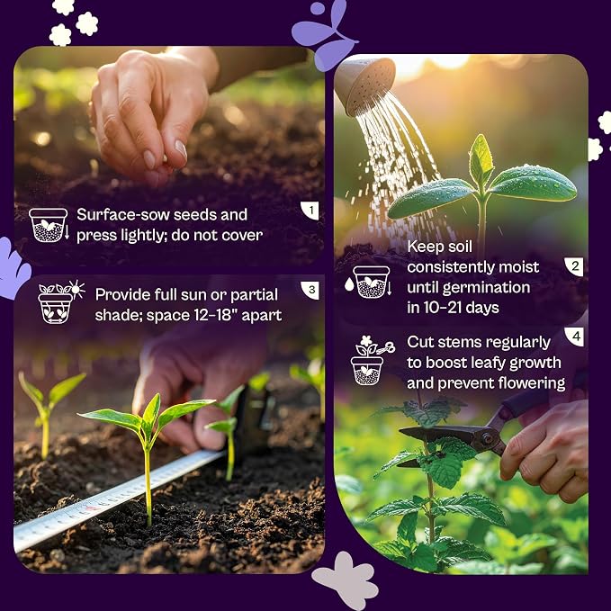 SVI 1900 Common Mint Seeds (Mentha spicata) – Aromatic Mint Seed Packets, Spearmint Leaves Seed Starting – Heirloom Herb Seeds for Outdoor Garden & Indoor Herb Garden Containers, Raised Beds