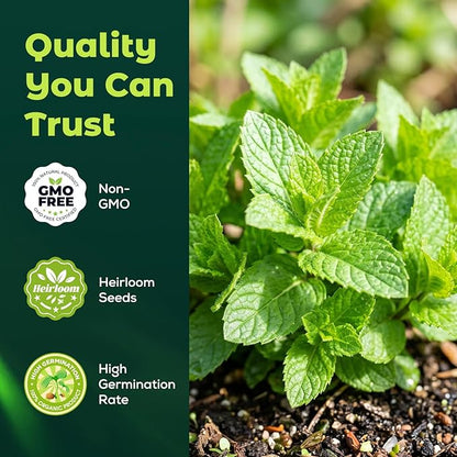 3000 Peppermint Seeds for Planting Indoors & Outdoors - Premium Non-GMO Heirloom Peppermint Plant Seeds, High Germination Herb Seeds for Home Garden