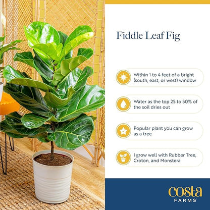 Costa Farms Fiddle Leaf Fig Tree Live Plant in Decorative Plant Pot, Large Indoor Houseplant, Perfect for Home, Room, or Office Decor, Great House Warming or Birthday Gift, 3-4 Feet Tall