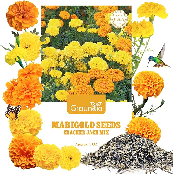 Groundio Marigold Seeds, 1 OZ Over 9500+ Seed, Cracker Jack in Mix Color for Planting Indoor & Outdoor, Attract Pollinators, Non-GMO | Heirloom | USDA Zone 2-11