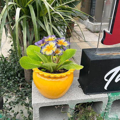 8in Self Watering Terracotta Planter - Yellow Ceramic Pot Maintenance Plant Seeder Planter for Indoor Plants African Violet