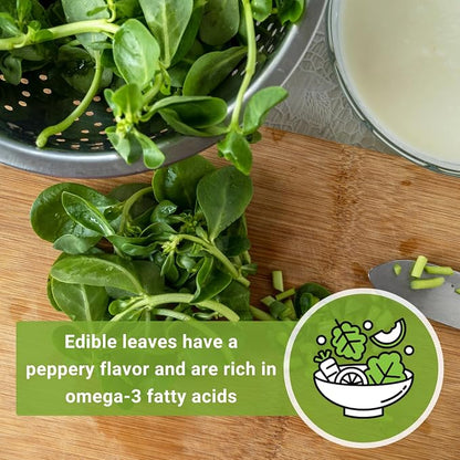 Sow Right Seeds - Purslane Seeds for Planting - Non-GMO Heirloom Packet with Instructions to Grow an Outdoor or Indoor Vegetable Garden - Rare Edible & Culinary Variety - Medicinal Benefits & Uses (4)