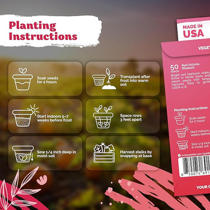 KVITER 50 Red Victoria Rhubarb Seeds for Planting (Rheum Rhabarbarum) – Heirloom Seeds, Perennial Vegetable Seeds – Perfect for Rhubarb Jam & Pies, Grow in Beds & Outdoor Garden