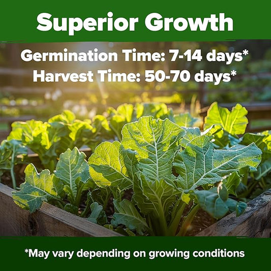 HOME GROWN Non GMO Collard Greens Georgia Southern - 300 High Germination Heirloom Seeds for Planting in Your Vegetable Garden (Brassica oleracea)