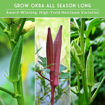 Okra Seeds Collection for Planting - 3 Heirloom Okras: Clemson Spineless, Red Burgundy, & Emerald Green Varieties - Non-GMO Vegetable Garden Variety Pack for Outdoor Growing - Survival Garden Seeds