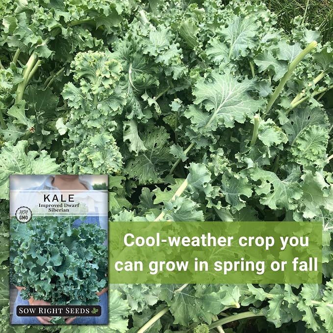 Sow Right Seeds - Dwarf Siberian Improved Kale Seed for Planting - Non-GMO Heirloom Packet with Instructions to Plant a Home Vegetable Garden - Very Nutritious Superfood - Classic Variety (1)