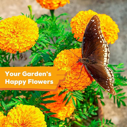 Tri-Color French Marigold Seeds for Planting – 4OZ 38,000+ Open-Pollinated Flower Seeds to Plant, High Germination Rate, Fast Blooming for Gardens, Containers & Companion Planting