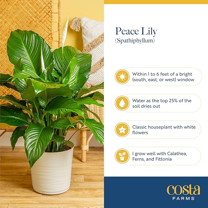 Costa Farms Peace Lily, Live Indoor Plant with Flowers, Air Purifying Houseplant in Nursery Planter Pot, Potting Soil, Thinking of You Gift, Plants Room Decor, 1 Foot Tall