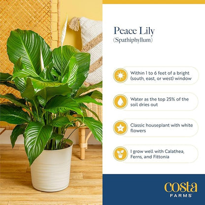 Costa Farms Peace Lily Live Plant in Decorative Pot, Large Air Purifying Flowering Indoor Houseplant, Perfect for Home, Room, or Office Decor, Great House Warming or Birthday Gift, 2-3 Feet Tall