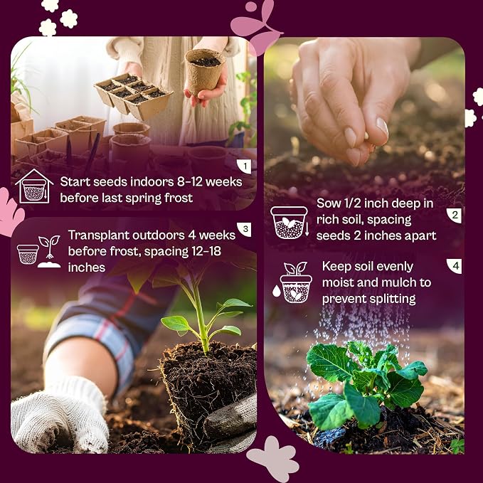 SVI 1000 Golden Acre Cabbage Seeds (Brassica Oleracea) - Green Cabbage, Fast-Growing Heirloom Seed, Non GMO - Great Vegetable Seeds in Seed Packets for Outdoors, Vegetable Garden Beds