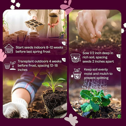 SVI 1000 Golden Acre Cabbage Seeds (Brassica Oleracea) - Green Cabbage, Fast-Growing Heirloom Seed, Non GMO - Great Vegetable Seeds in Seed Packets for Outdoors, Vegetable Garden Beds