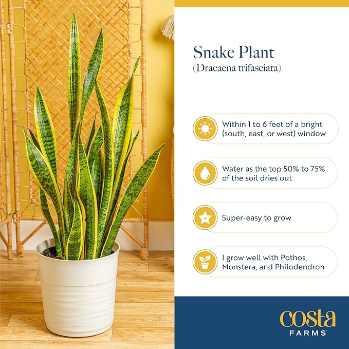 Costa Farms Snake Plant (4-Pack), Spring Decor, Giftable Plant Item, Live Indoor and Outdoor Sansevieria Plants, Easy Care Live Succulent Houseplants Potted in Nursery Pots, 8-Inches Tall