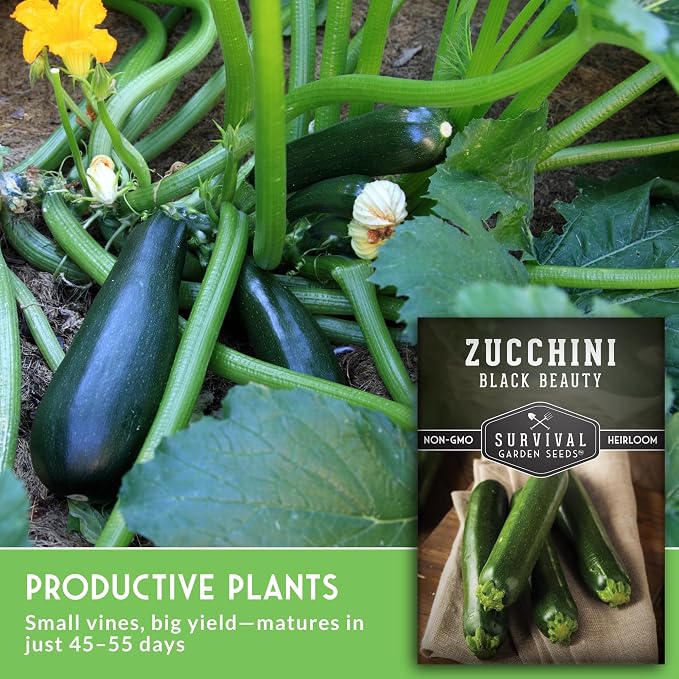 Black Beauty Zucchini Seeds for Planting - Heirloom Summer Squash Variety for Vegetable Garden Growing - High Yield Dark Green Zucchinis - Survival Garden Seeds (5 Packs)