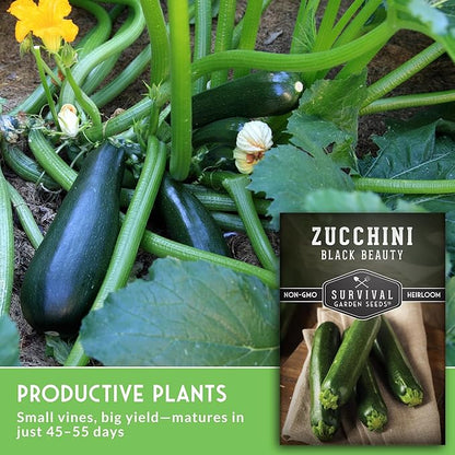 Black Beauty Zucchini Seeds for Planting - Heirloom Summer Squash Variety for Vegetable Garden Growing - High Yield Dark Green Zucchinis - Survival Garden Seeds (2 Packs)