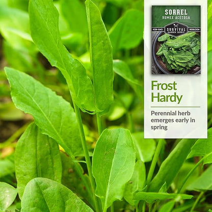 Sorrel Seeds for Planting - Large Leaf Garden Sorrel - Cool Weather Perennial Vegetable for Edible Leafy Greens - Heirloom Non GMO - Survival Garden Seeds (1 Pack)