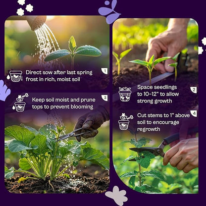 SVI 1250 Spearmint Seeds (Mentha spicata) – Mint Green Seed Packets, Aromatic Mint Leaves Fresh for Spearmint Tea, Natural Herbs – Heirloom Herb Seeds Indoor Herb Garden & Outdoor Garden, Containers
