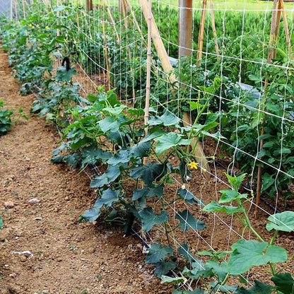Berlune 5 x 1500 ft Trellis Netting Roll Soft Mesh Nylon Heavy Duty Garden Trellis Netting Bulk for Climbing Plants, Grape Racks, Growing Support Bean, Pea, Tomatoes