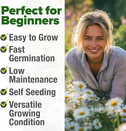 HOME GROWN German Chamomile Seed Pack 2,280 Non GMO Heirloom Seeds for Planting for Sustainable Gardens and Soothing Medicinal Herbal Teas (Matricaria chamomilla)
