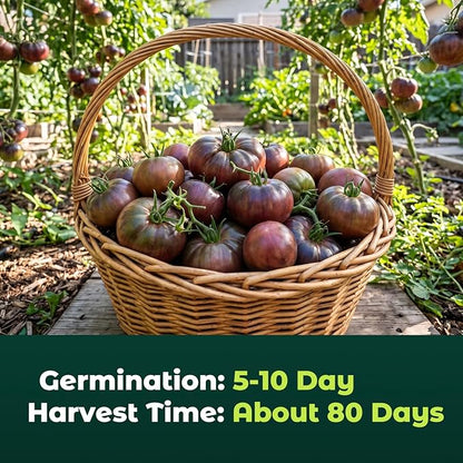 400 Heirloom Cherokee Purple Tomato Seeds for Planting – Unique Dark Purple Beefsteak, Rich Flavor, High Germination, Ideal for Home Garden & Container