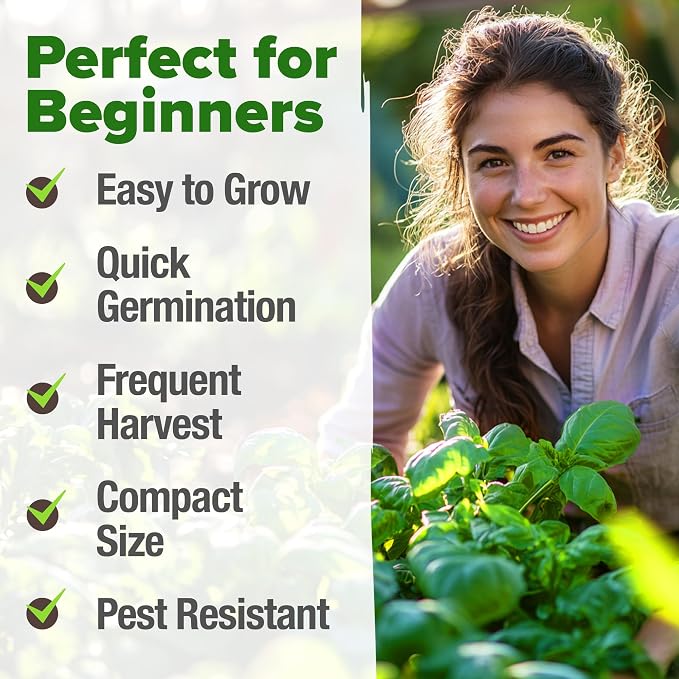 HOME GROWN Non GMO Genovese Basil Seeds Pack 1,750+ High Germination Heirloom Seeds (Ocimum basilicum) Herb Seeds for Planting Indoor & Outdoor Gardening, for Culinary Use