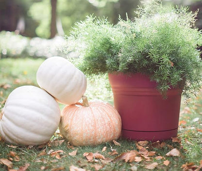 Bloem SP0513 Saturn Planter w/Saucer 5" Burnt Red, 5"